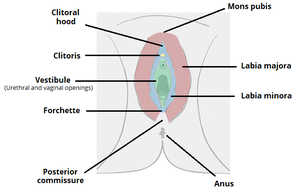 Anatomía-de-la-vulva-labios-clítoris-mons-pubis.png