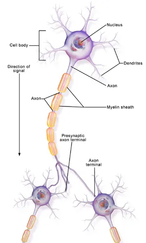 Neurona Parte 1.png