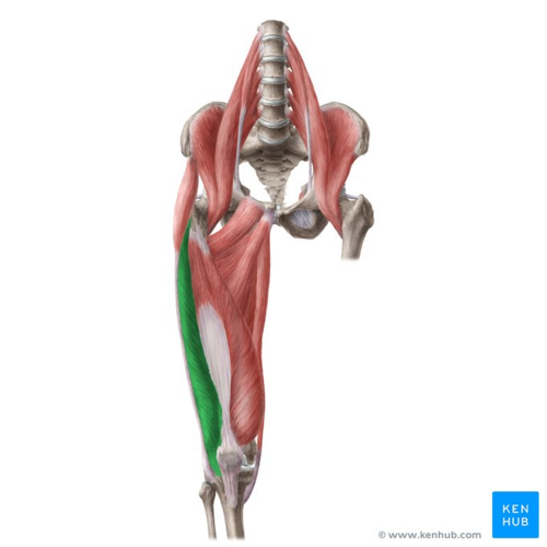 Vastus lateralis músculo (resaltado en verde) - Vista anterior
