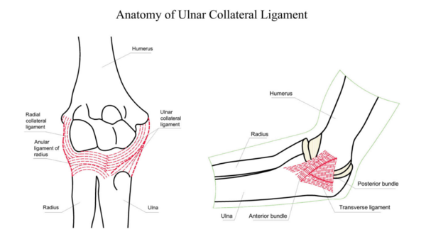 Estrés de valgo al ligamento colateral cubital
