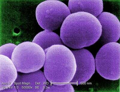Staphylococcus aureus resistente a la vancomicina (VRSA)