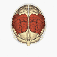 Lóbulo parietal - Animación de vista superior.gif