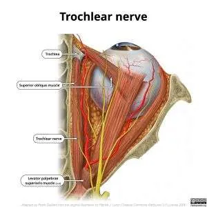 Nervio troclear