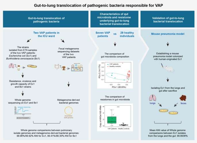 Las comparaciones de genoma entero revelan la translocación intestinal de Escherichia coli y Burkholderia cenocepacia en dos casos de neumonía asociada al ventilador en pacientes con UCI en pacientes con UCI