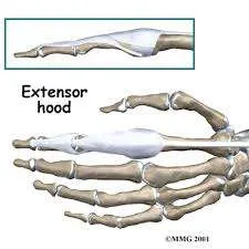 Extensor Hood.jpg