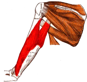 Tríceps brachii.png