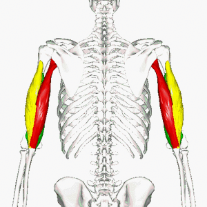 Triceps brachii músculo - animación02.gif
