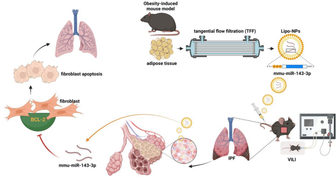 La inhibición de las proteínas BCL-2 antiapoptóticas con Lipo-NP induce la apoptosis de fibroblastos, aliviando la fibrosis pulmonar en ratones VILI