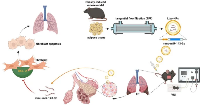La inhibición de las proteínas BCL-2 antiapoptóticas con Lipo-NP induce la apoptosis de fibroblastos, aliviando la fibrosis pulmonar en ratones VILI