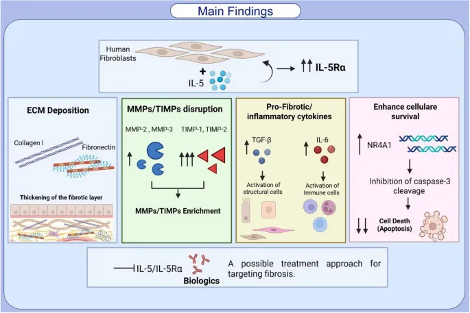 La señalización de IL-5 en fibroblastos derivados de asmáticos exacerba la remodelación de las vías respiratorias a través de la desregulación de la MEC y la resistencia a la apoptosis
