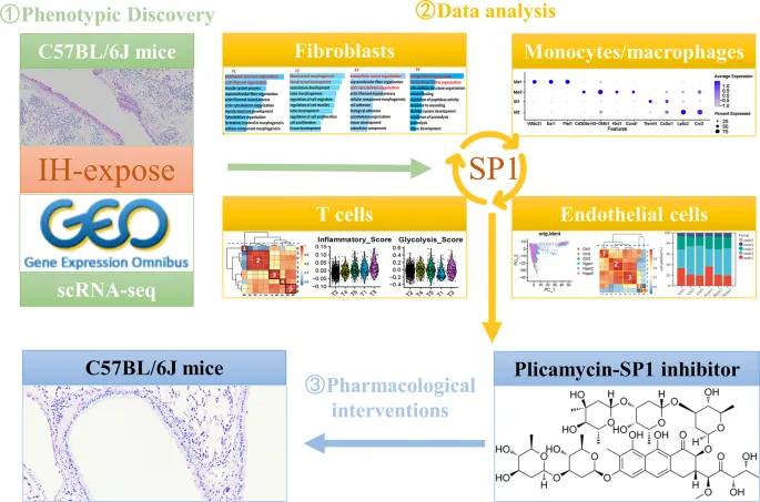 Paisaje unicelular de pulmones de ratón expuestos a hipoxia intermitente