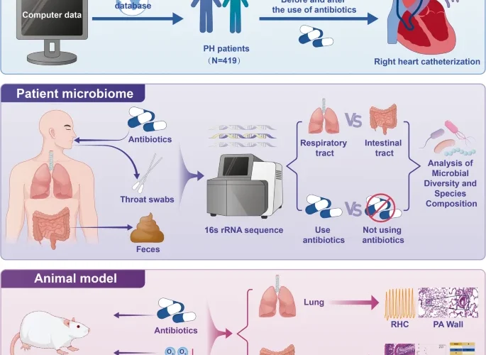 Terapia basada en antibióticos y dirigida a la microbiota para el tratamiento avanzado de la hipertensión pulmonar