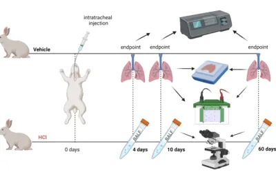 Un nuevo modelo animal no roedor de lesión pulmonar aguda y crónica inducida por ácido clorhídrico