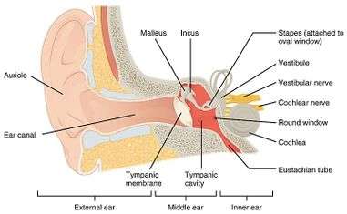 Anatomía vestibular y neurofisiología