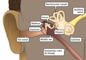 Sistema vestibular