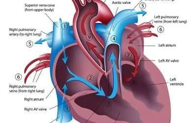 vena cava