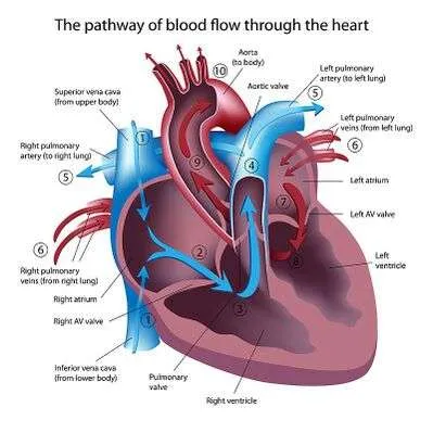 vena cava