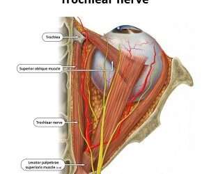 Nervio troclear