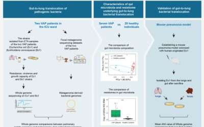 Las comparaciones de genoma entero revelan la translocación intestinal de Escherichia coli y Burkholderia cenocepacia en dos casos de neumonía asociada al ventilador en pacientes con UCI en pacientes con UCI